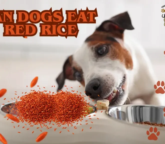 Can Dogs Eat Red Rice? Benefits, Risks and Feeding Tips!