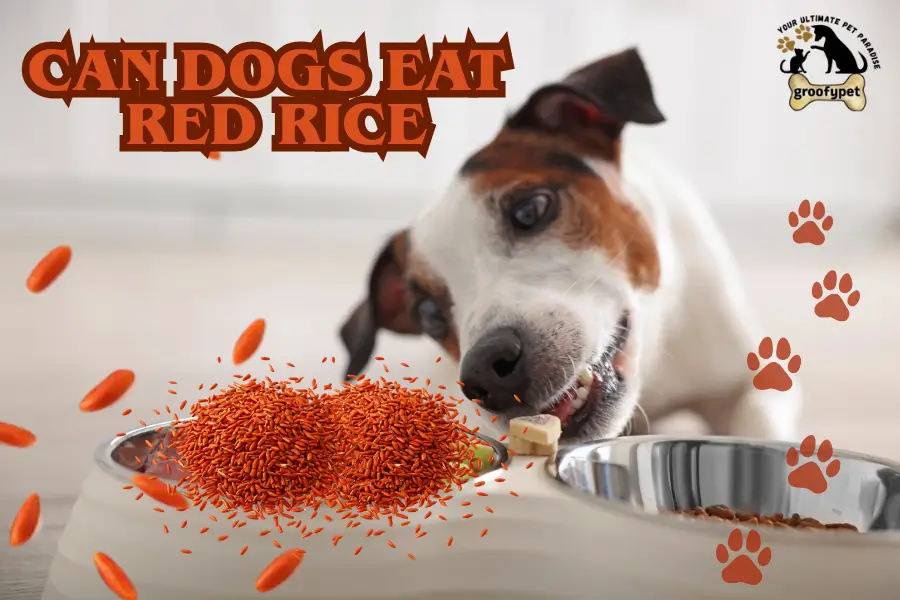 can dogs eat red rice