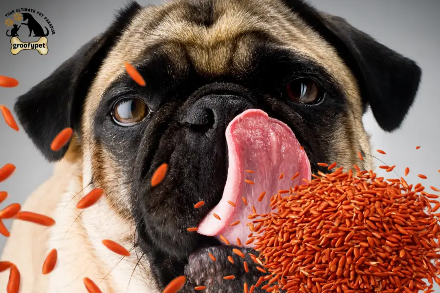 can dogs eat red rice