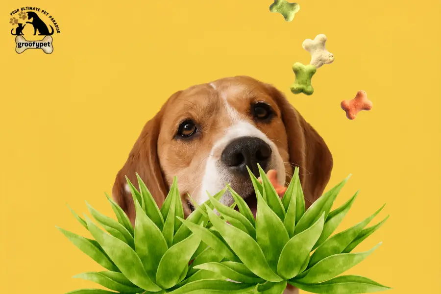 can dogs eat agave