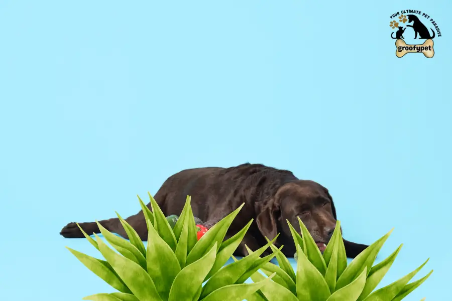can dogs eat agave