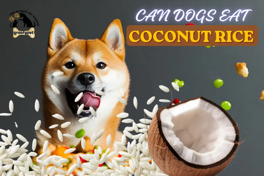 can dogs eat coconut rice