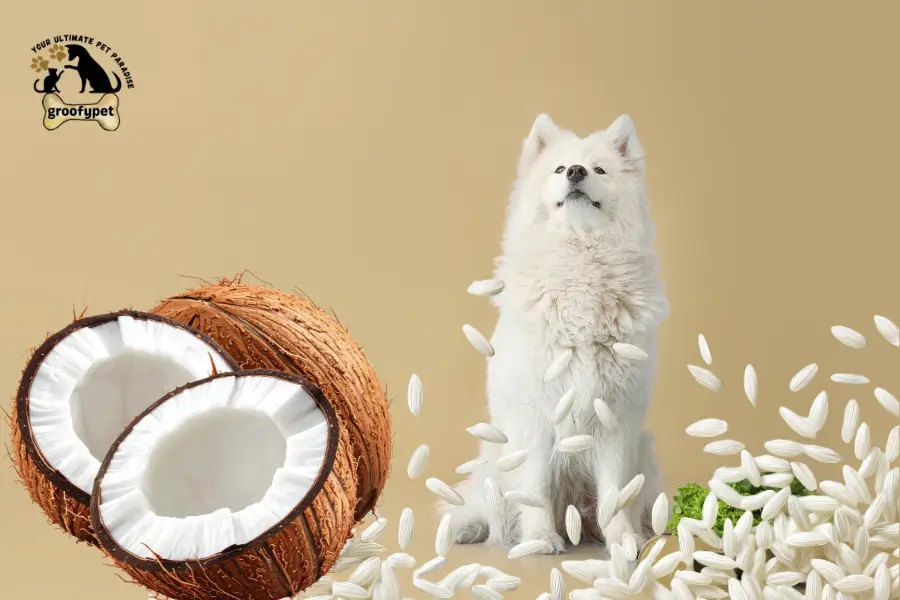 can dogs eat coconut rice