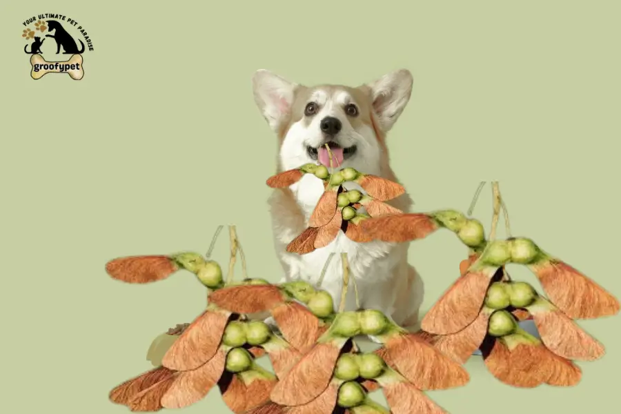 can dogs eat helicopter seeds