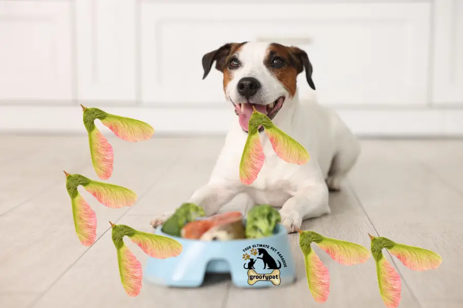 can dogs eat helicopter seeds