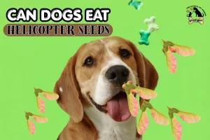can dogs eat helicopter seeds