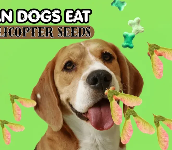 Can Dogs Eat Helicopter Seeds? Honest Benefits And Risks Guide!