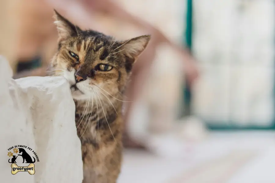 why do cats bite when grooming