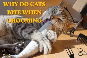 why do cats bite when grooming