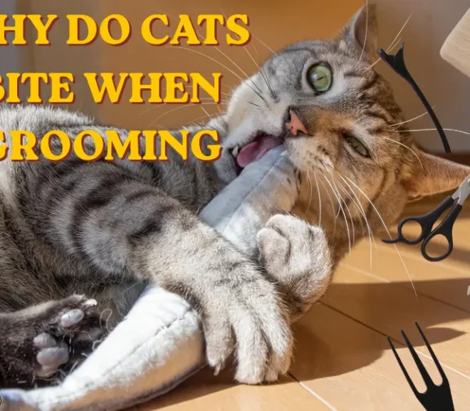 Why Do Cats Bite When Grooming? Shocking Truth!