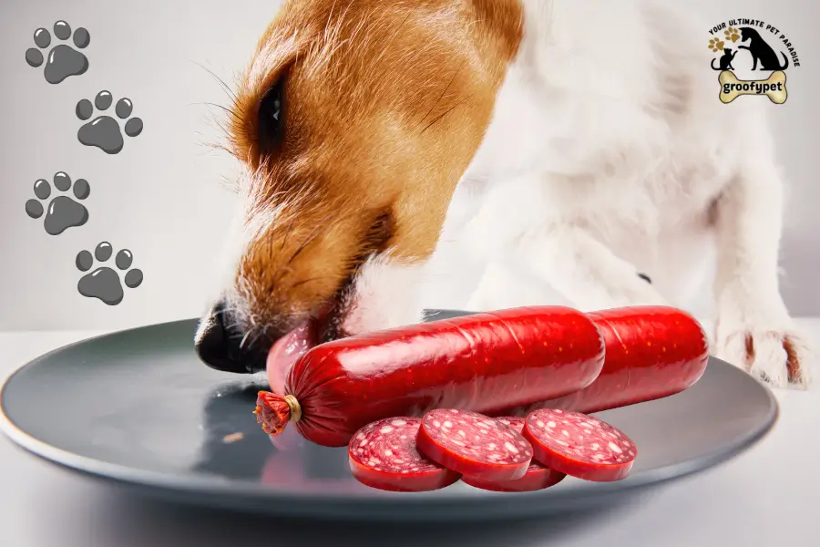 can dogs eat blood sausage