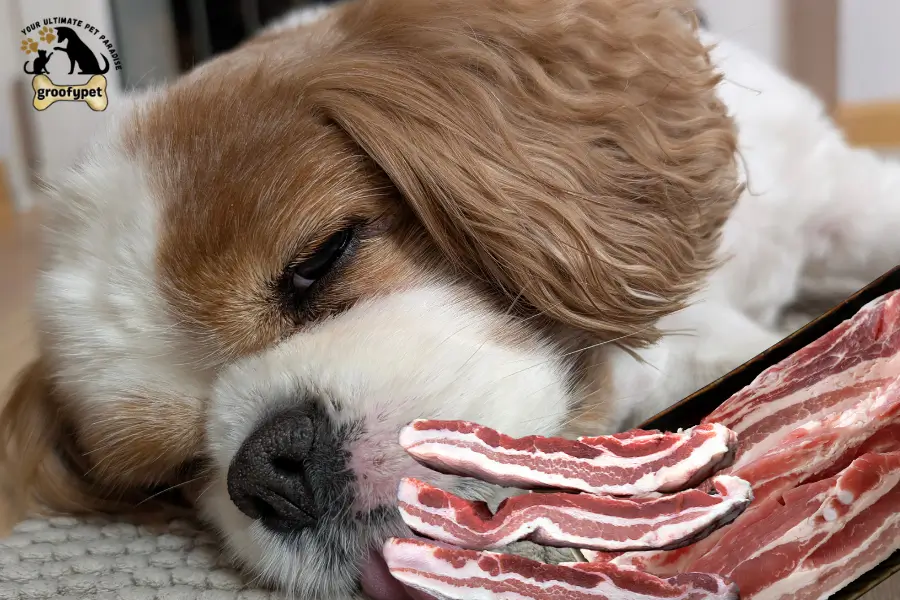 can dogs eat fat trimmings