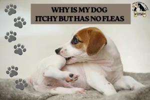 why is my dog itchy but has no fleas
