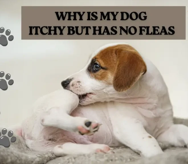 Why Is My Dog Itchy But Has No Fleas?Hidden Causes You Must Know!