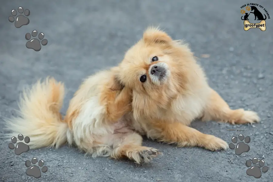why is my dog itchy but has no fleas