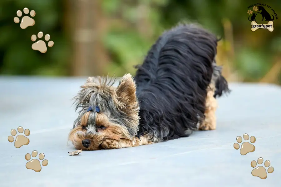 why is my dog itchy but has no fleas