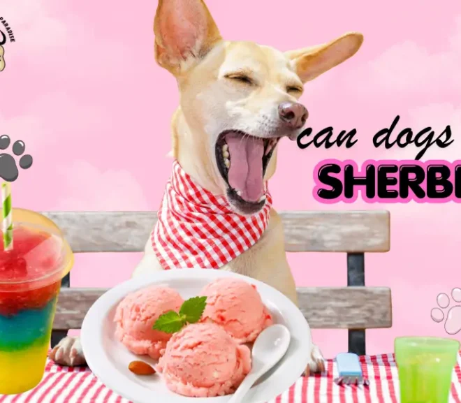 Can Dogs Eat Sherbet? Dangerous or Delightful Treat? Find Out Now!
