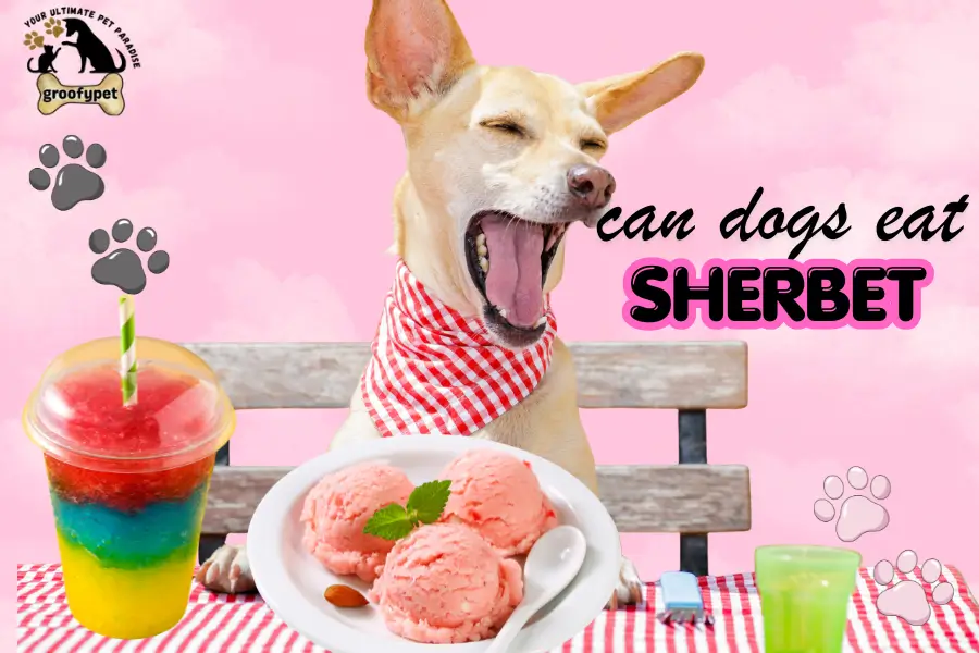 can dogs eat sherbet