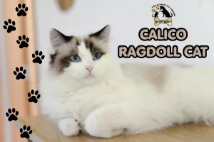 calico ragdoll cat