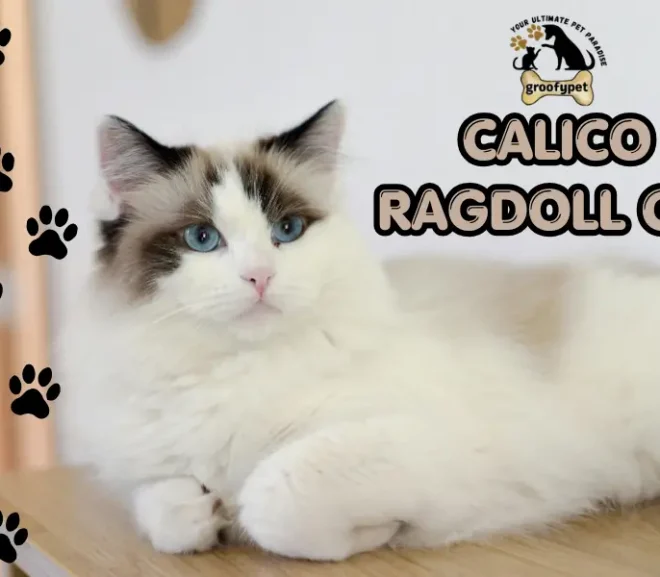 Calico Ragdoll Cats: Traits, Care & Lifespan Guide!