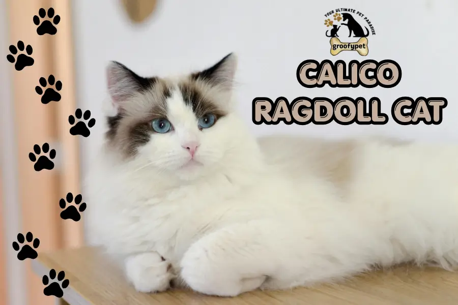calico ragdoll cat