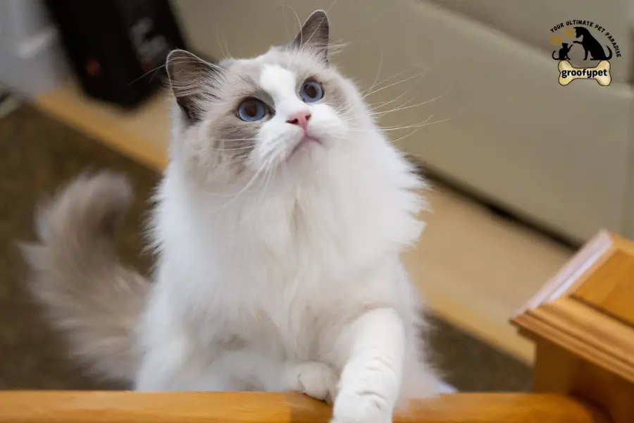 calico ragdoll cat