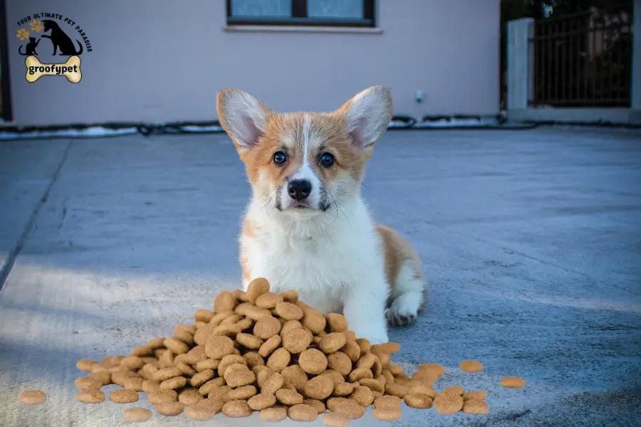 how much dog food to feed a puppy