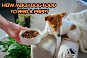 how much dog food to feed a puppy