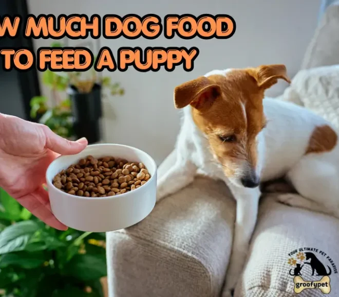 How Much Dog Food to Feed a Puppy?A Simple and Powerful Guide!