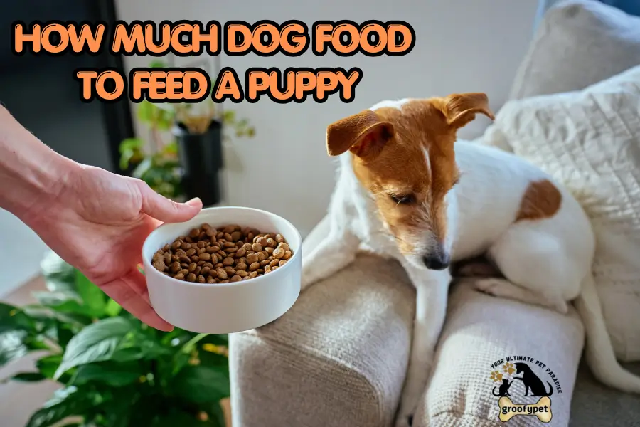 how much dog food to feed a puppy