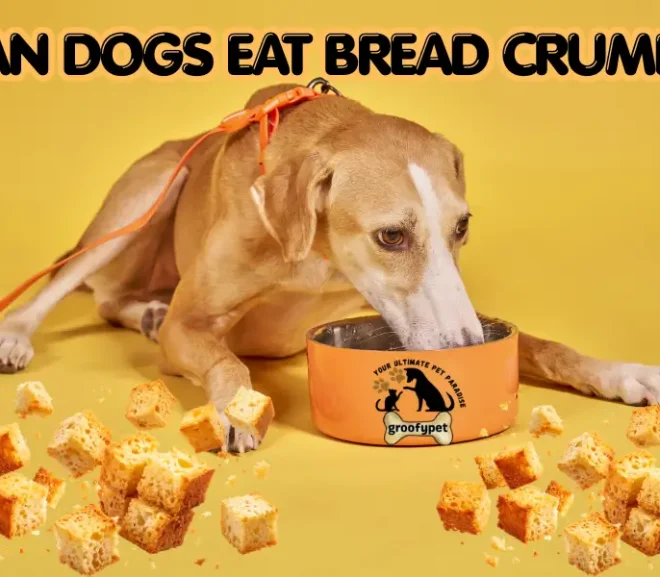 Can Dogs Eat Bread Crumbs? Smart Pet Owners Read This First!