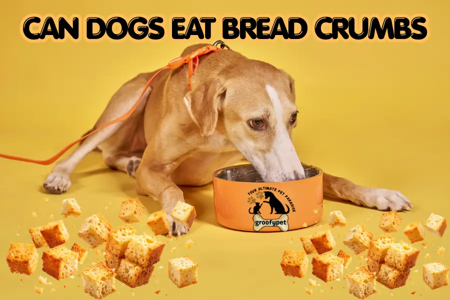 can dogs eat bread crumbs