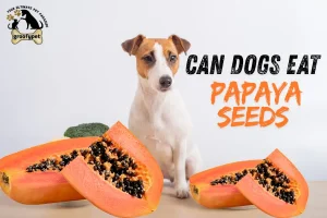 can dogs eat papaya seeds