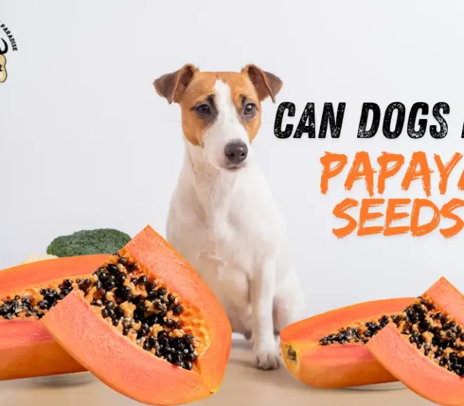 Can Dogs Eat Papaya Seeds? Risks,Benefits And What To Do Right Now!