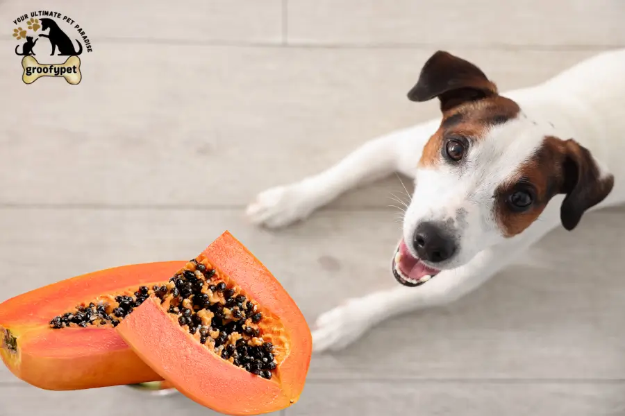 can dogs eat papaya seeds