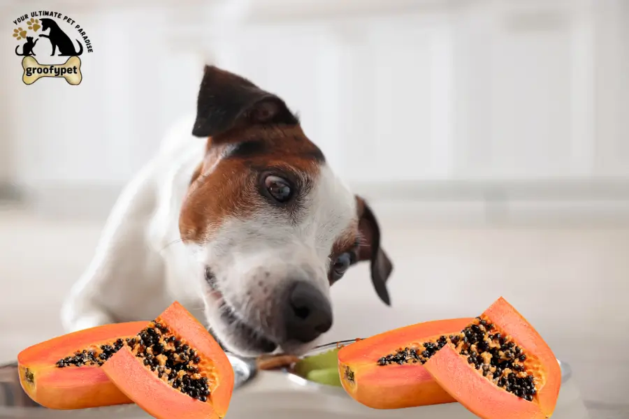 can dogs eat papaya seeds