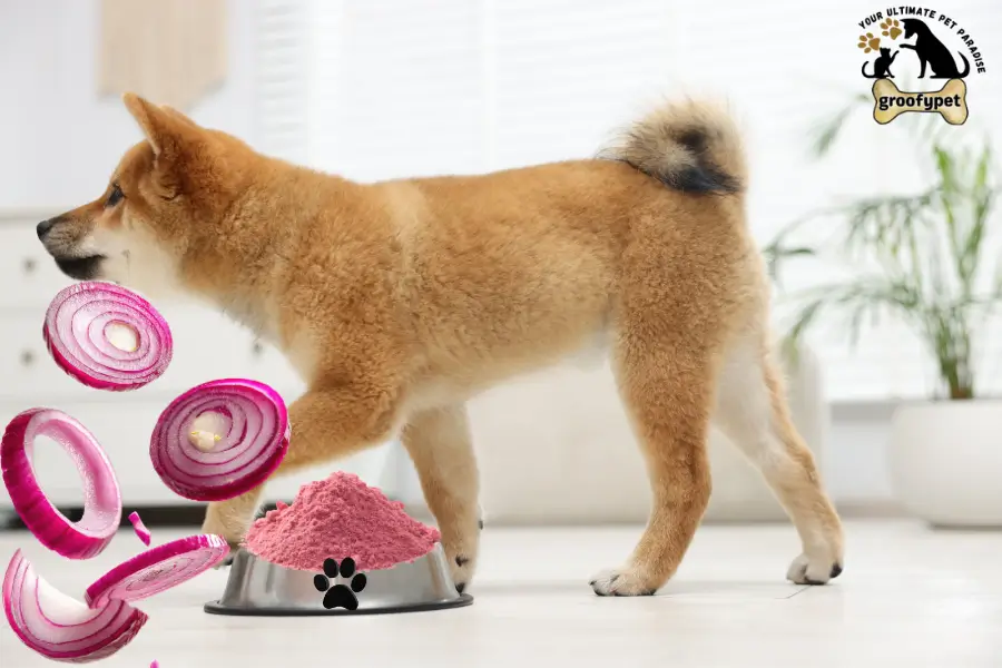 can dogs eat onion powder