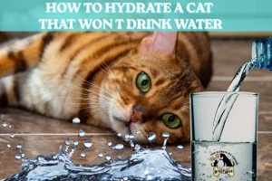 how to hydrate a cat that won t drink water
