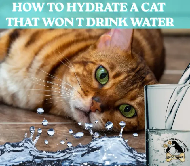 How to Hydrate a Cat That Won t Drink Water: What Should I Do?