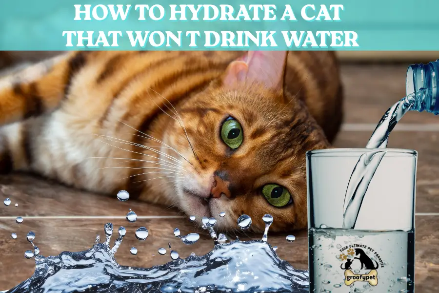 how to hydrate a cat that won t drink water