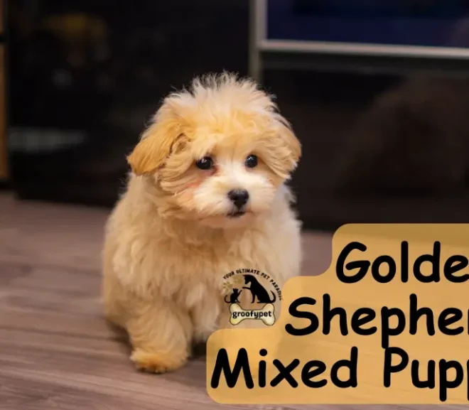 Golden Shepherd Mix Puppy: The Ultimate Owner Guide!