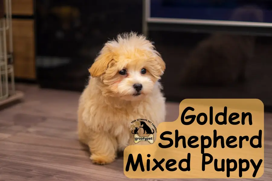 golden shepherd mix puppy