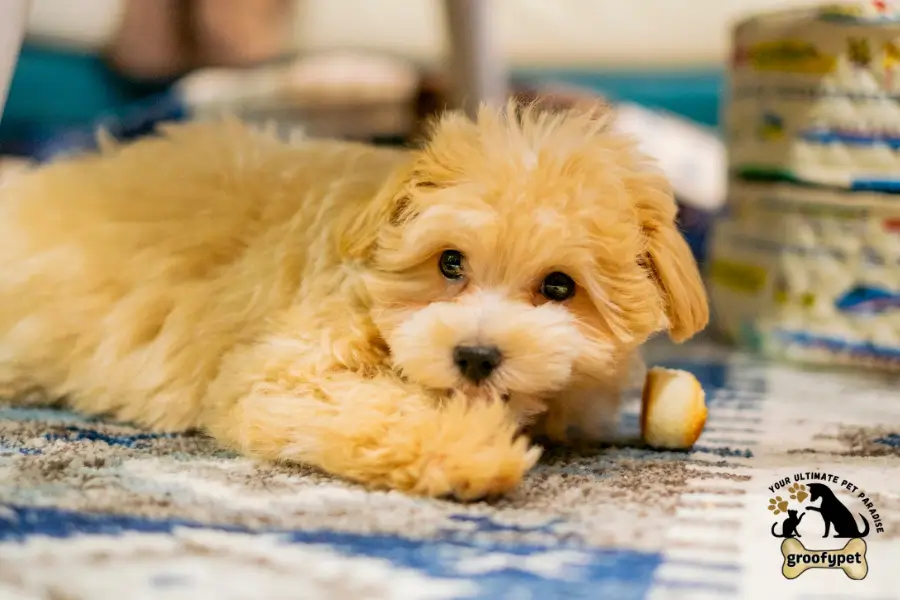 golden shepherd mix puppy