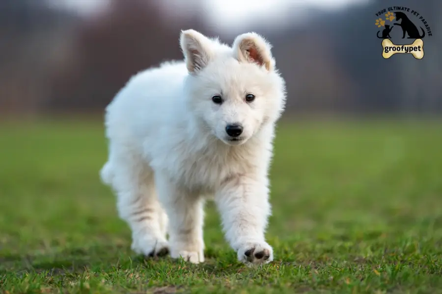 golden shepherd mix puppy