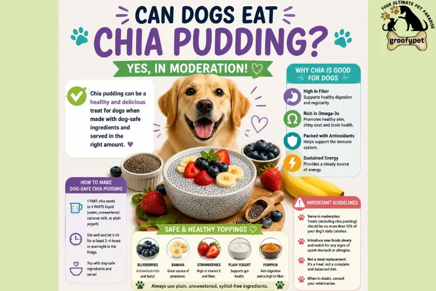 Can Dogs Eat Chia Pudding
