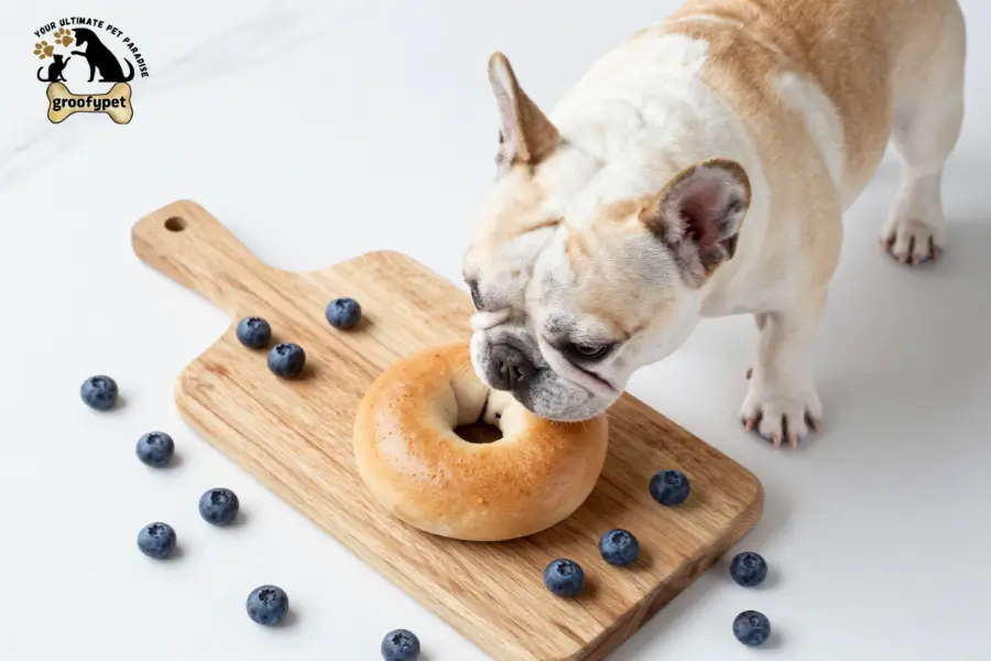 can dogs eat blueberry bagels