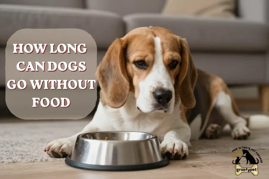 how long can dogs go without food