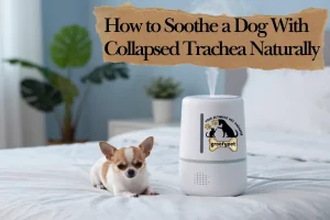 how to soothe dog with collapsed trachea naturally