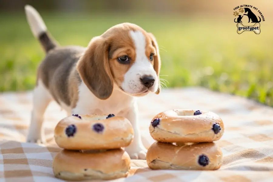 can dogs eat blueberry bagels