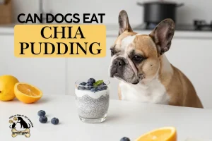 can dogs eat chia pudding